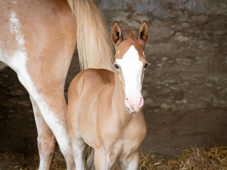 Berber Hengst Fohlen (07/2025) 154 cm Kann Schimmel werden in Langerwehe