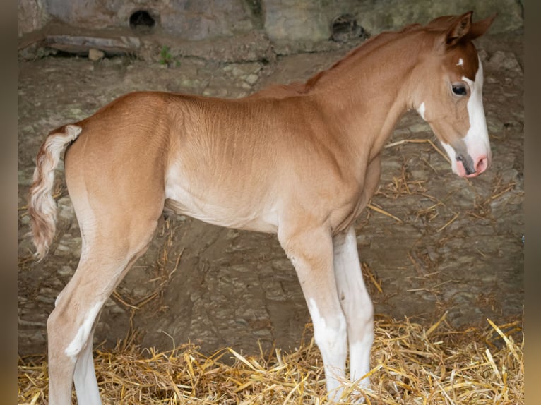 Berber Hengst Fohlen (07/2025) 154 cm Kann Schimmel werden in Langerwehe