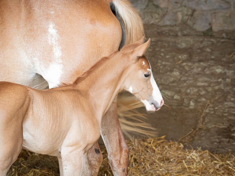 Berber Hengst Fohlen (07/2025) 154 cm Kann Schimmel werden in Langerwehe