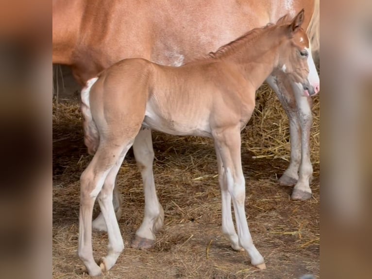 Berber Hengst Fohlen (07/2025) 154 cm Kann Schimmel werden in Langerwehe