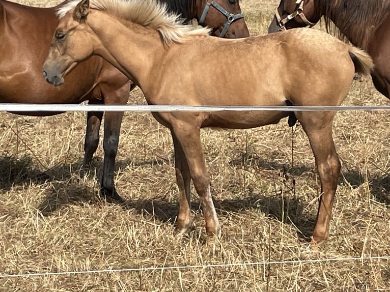 Berber Hengst Fohlen (04/2026) 155 cm Palomino in Bad Endbach