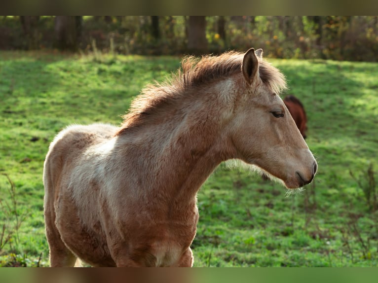 Berber Hengst Fohlen (06/2025) 159 cm Buckskin in LangerweheLangerwehe