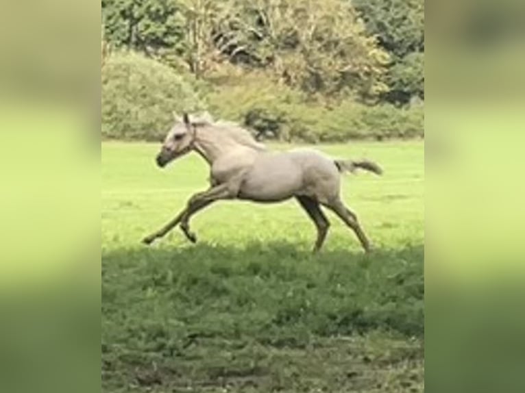 Berber Hengst Veulen (04/2026) 155 cm Palomino in Bad Endbach