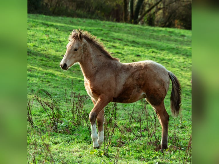 Berber Hengst Veulen (06/2025) 159 cm Buckskin in LangerweheLangerwehe