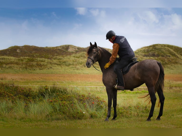 Berber Mare 11 years 15.3 hh Brown Falb mold in Walsrode