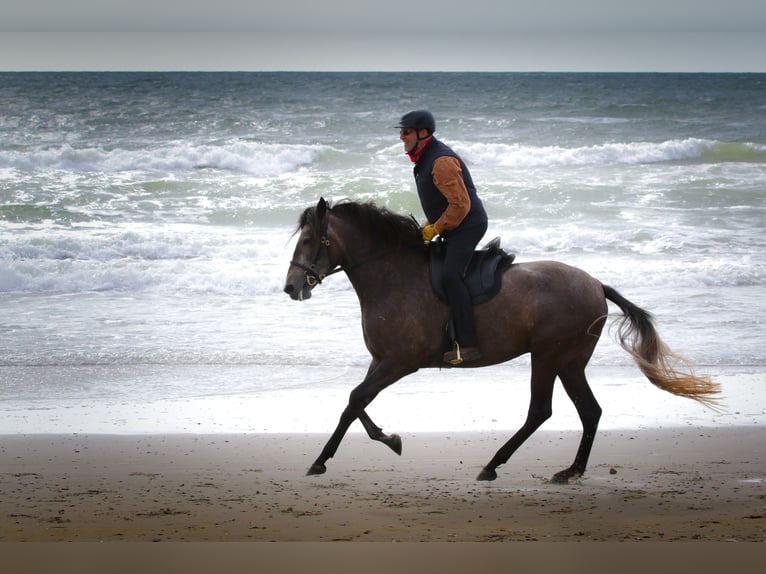 Berber Mare 11 years 15,3 hh Brown Falb mold in Walsrode