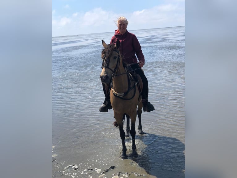 Berber Mare 12 years 15 hh Dun in Ottersberg