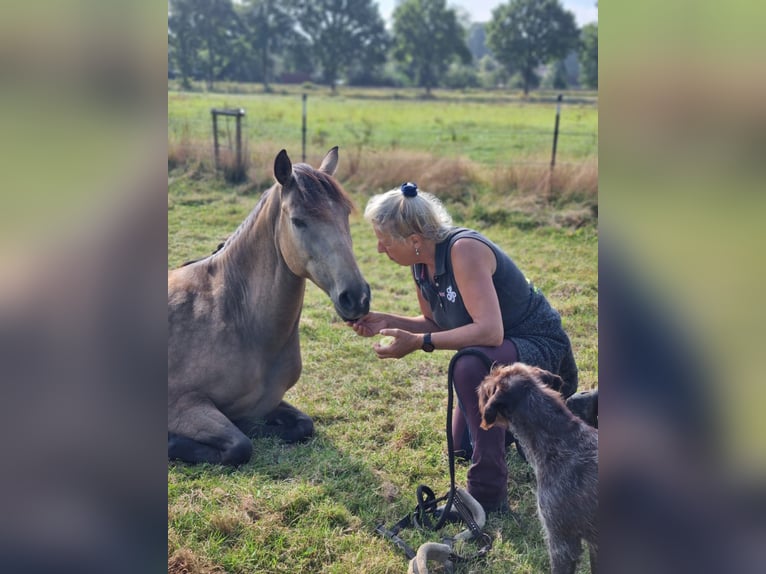 Berber Mare 12 years 15 hh Dun in Ottersberg