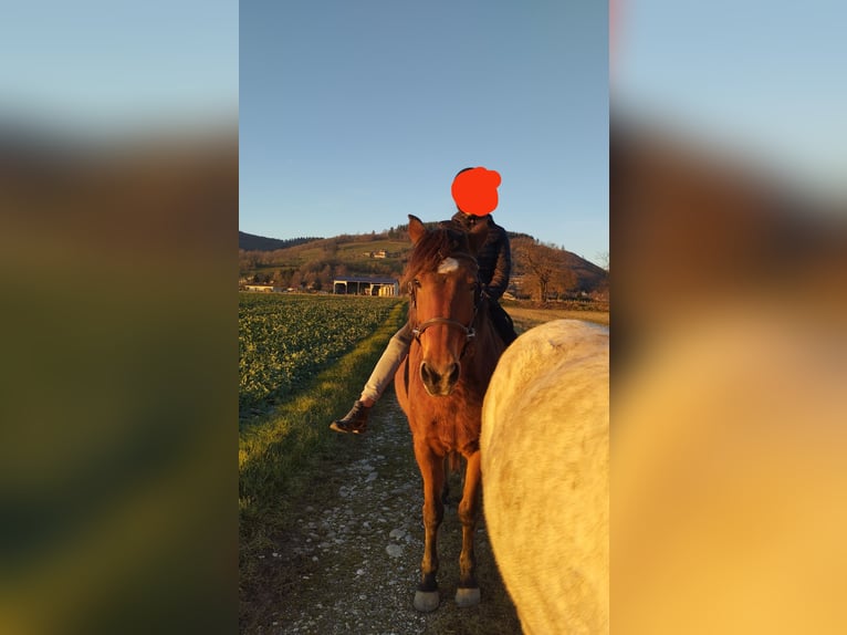 Berber Mare 19 years 14,2 hh Brown in Colombe