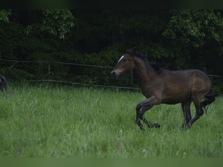 Berber Mare 1 year 14.3 hh Brown in Grafschaftrafschaft