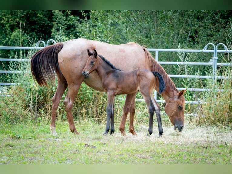 Berber Mare 1 year 15,1 hh Black in Casablanca