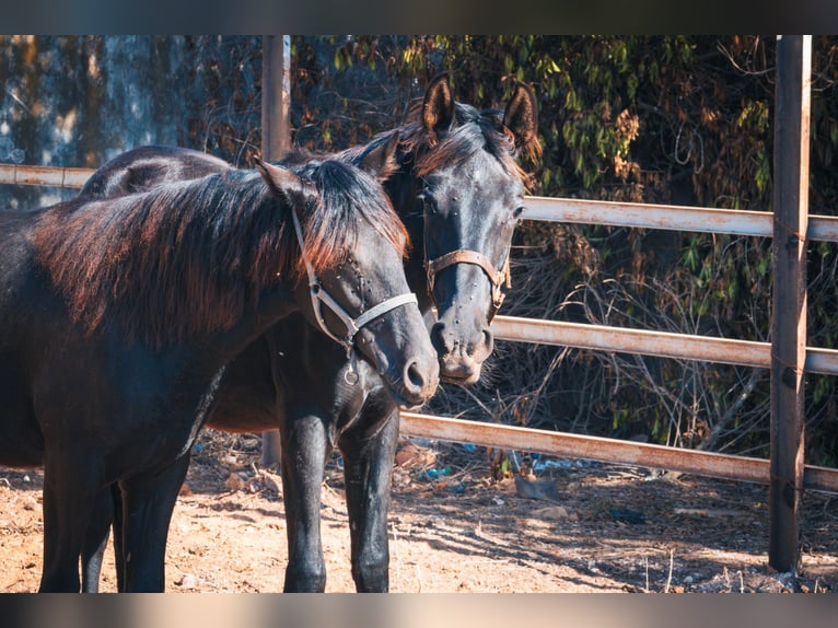 Berber Mare 1 year 15,1 hh Black in Casablanca