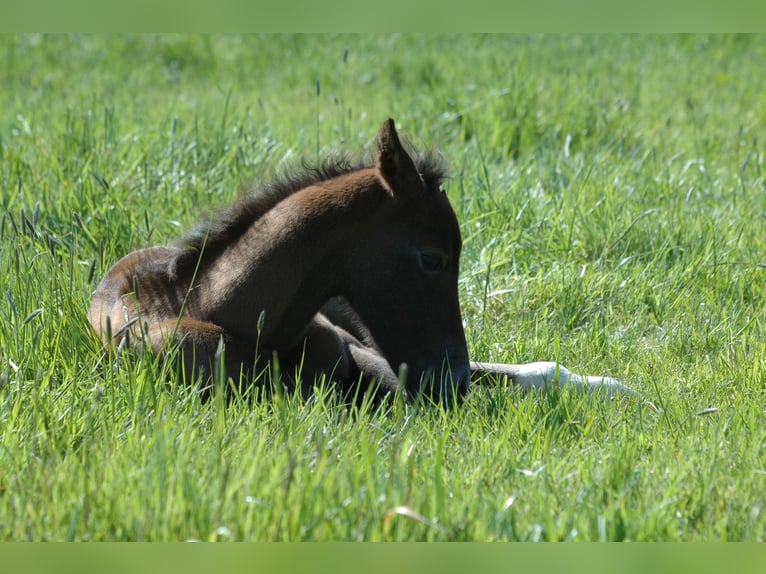 Berber Mare 1 year 15,1 hh Gray in Grafschaft