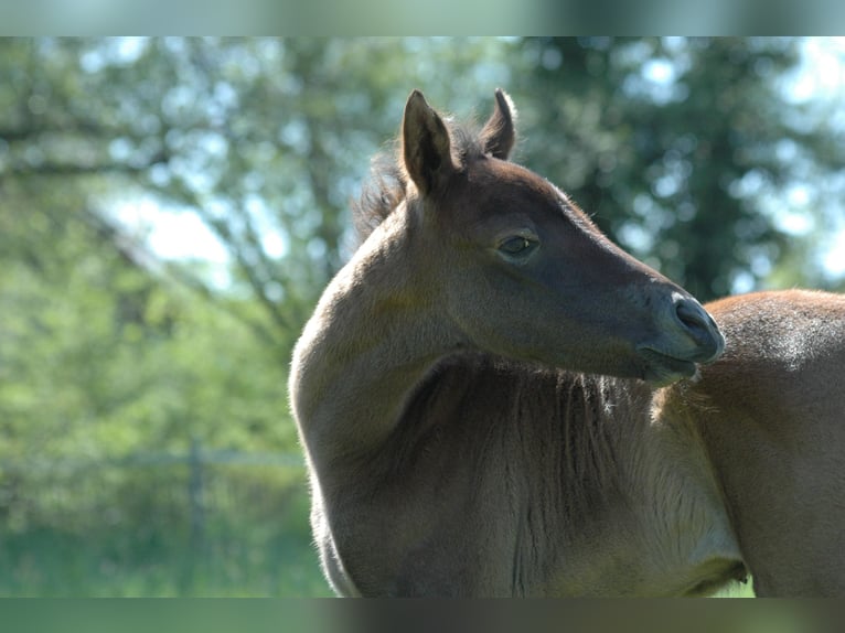 Berber Mare 1 year 15,1 hh Gray in Grafschaft