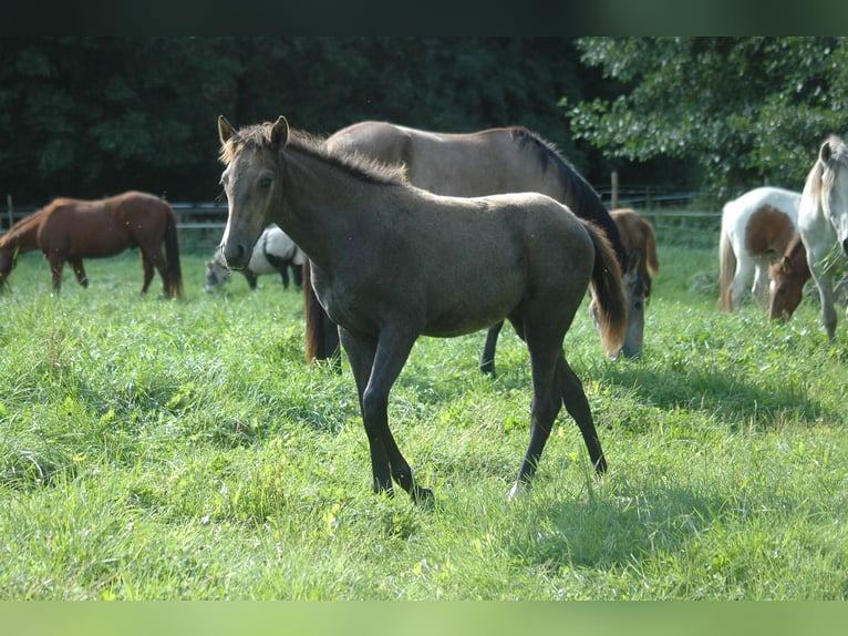 Berber Mare 1 year 15,1 hh Gray in Grafschaft