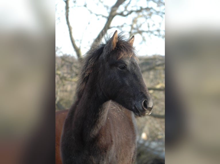 Berber Mare 1 year 15,1 hh Gray in Grafschaft