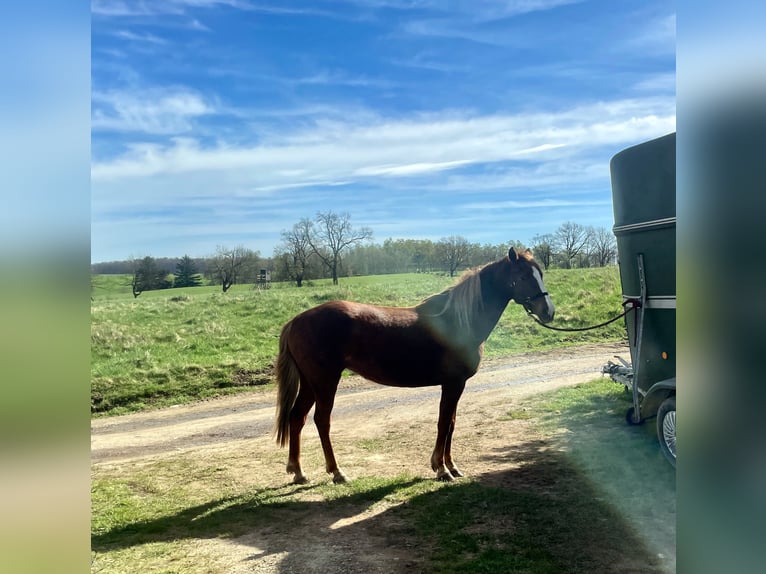 Berber Mare 21 years 14,2 hh Chestnut-Red in Eberswalde