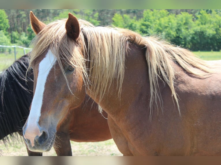Berber Mare 21 years 14,2 hh Chestnut-Red in Eberswalde