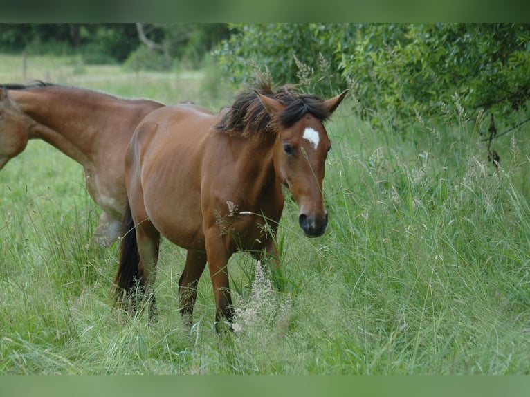 Berber Mare 2 years 14,3 hh Brown in Grafschaft