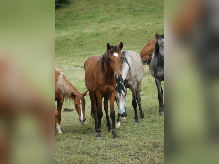 Berber Mare 2 years 14,3 hh Brown in Grafschaft