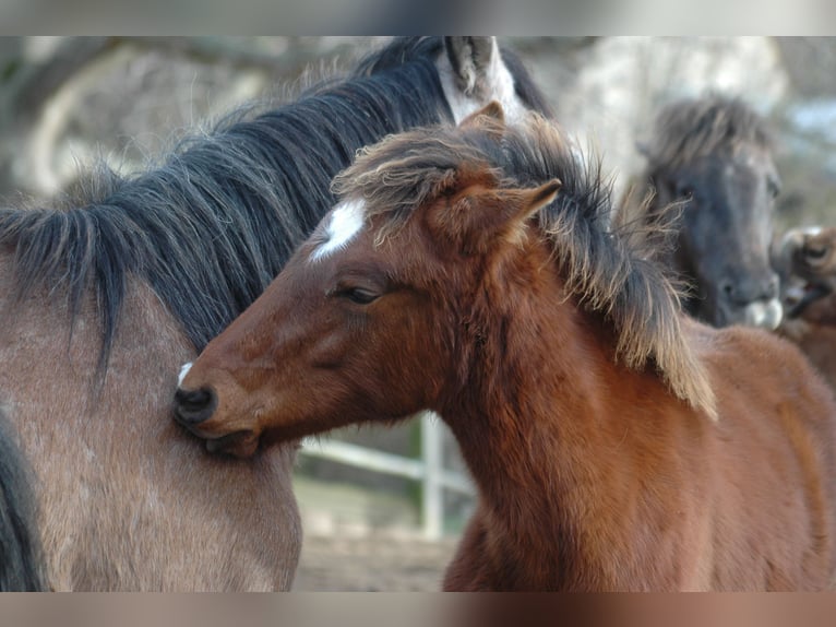 Berber Mare 2 years 14,3 hh Brown in Grafschaft