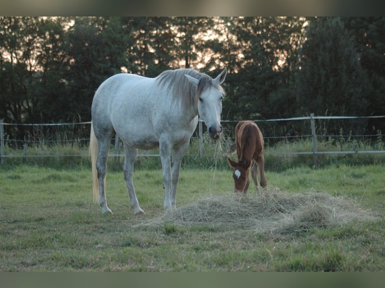 Berber Mare 2 years 14,3 hh Brown in Grafschaft