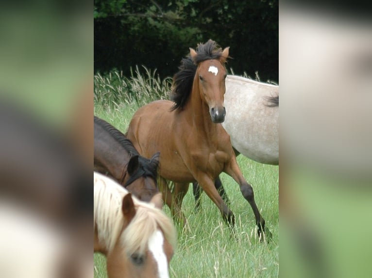 Berber Mare 2 years 14,3 hh Brown in Grafschaft