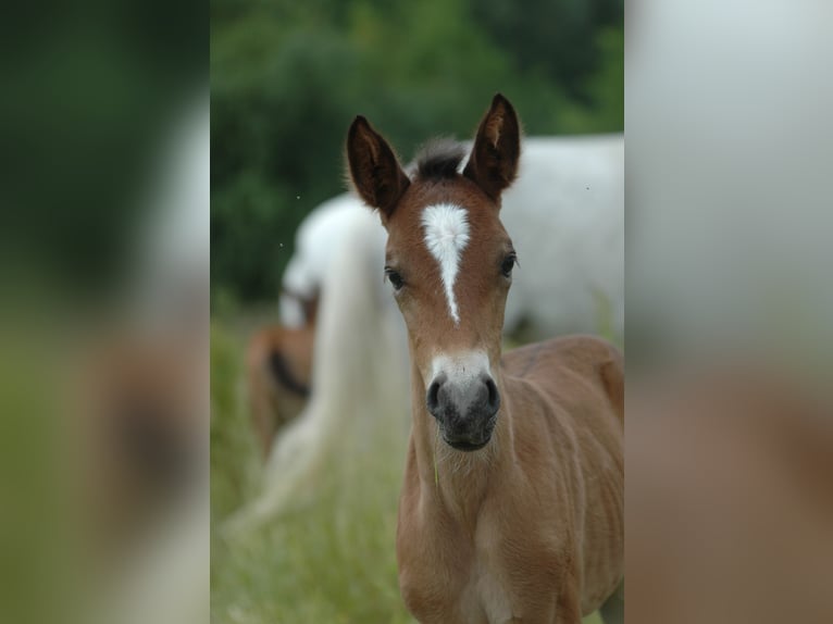 Berber Mare 2 years 14,3 hh Brown in Grafschaft