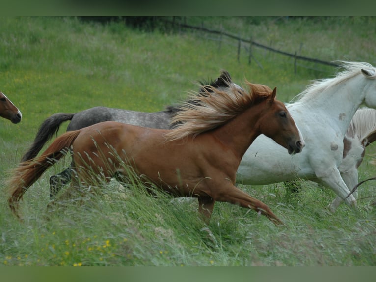 Berber Mare 2 years 14,3 hh Brown in Grafschaft