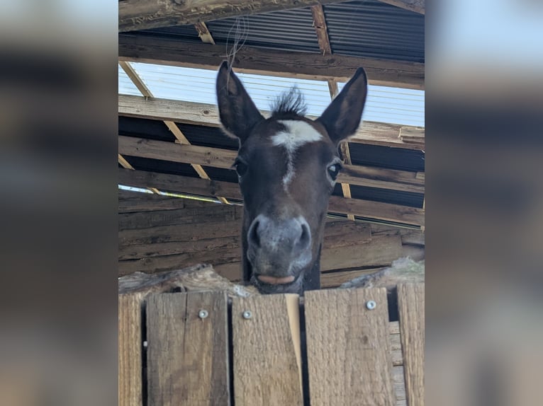 Berber Mare 2 years 14,3 hh Brown in Grafschaft