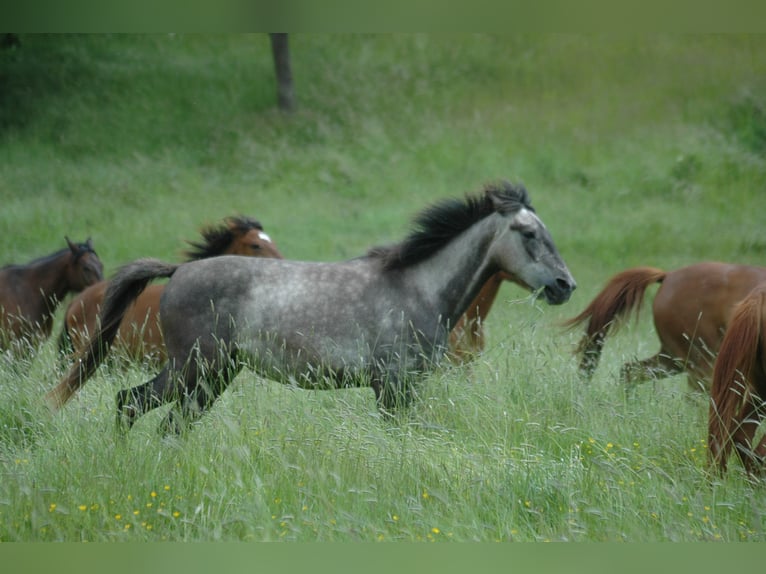 Berber Mare 2 years 14,3 hh Brown in Grafschaft