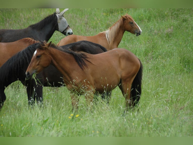 Berber Mare 2 years 14,3 hh Brown in Grafschaft