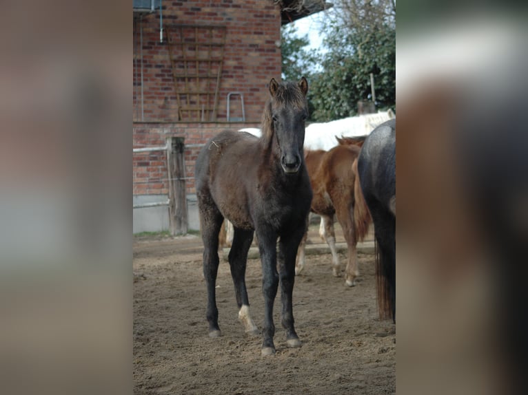 Berber Mare 2 years 15,1 hh Grey in Grafschaft