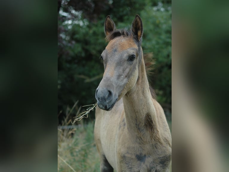 Berber Mare 2 years 15,1 hh Grey in Grafschaft
