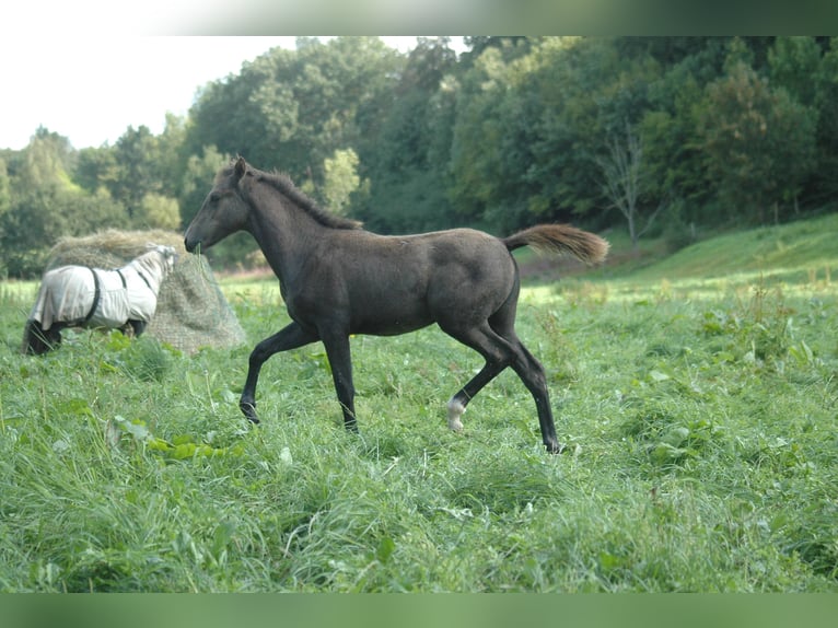 Berber Mare 2 years 15,1 hh Grey in Grafschaft