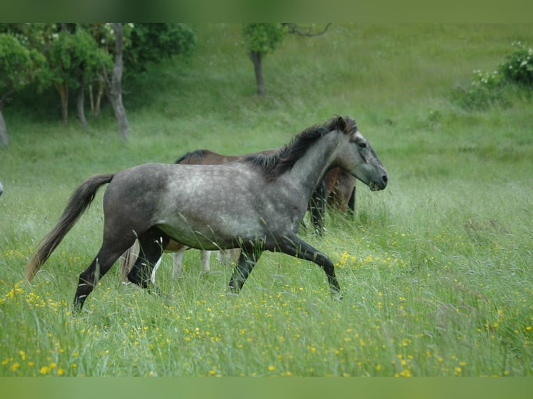 Berber Mare 2 years 15,1 hh Grey in Grafschaft