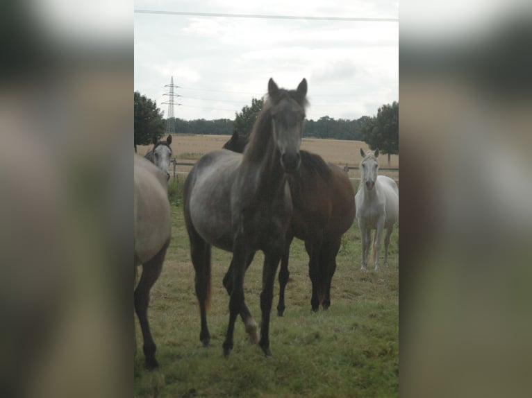 Berber Mare 2 years 15,1 hh Grey in Grafschaft