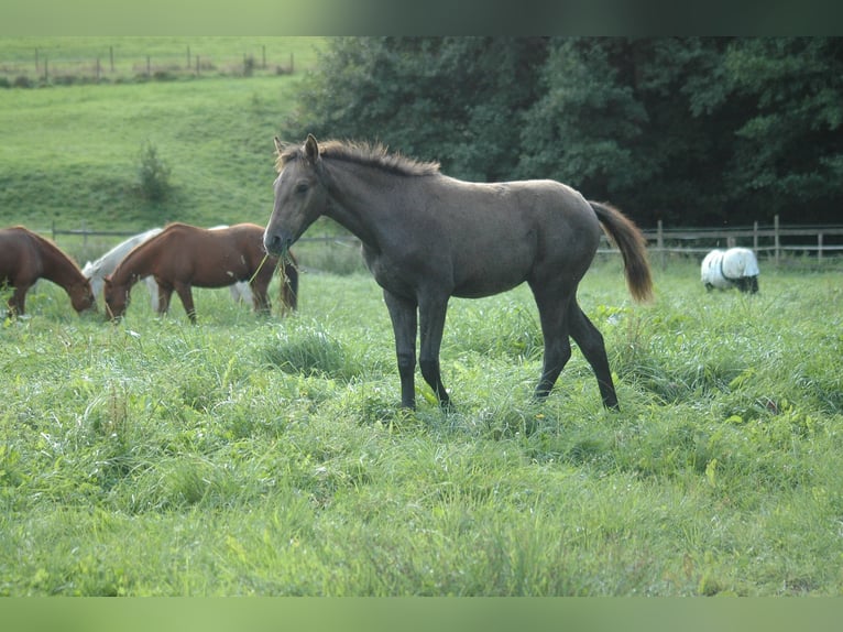 Berber Mare 2 years 15,1 hh Grey in Grafschaft