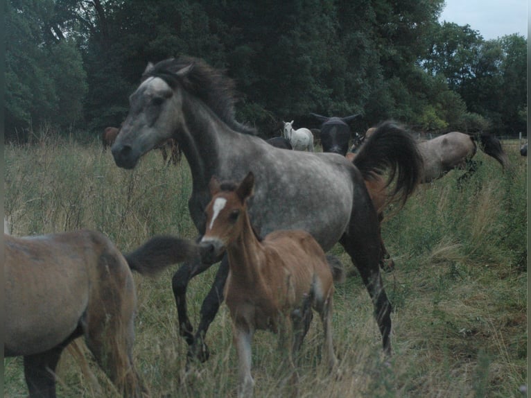 Berber Mare 2 years 15,1 hh Grey in Grafschaft