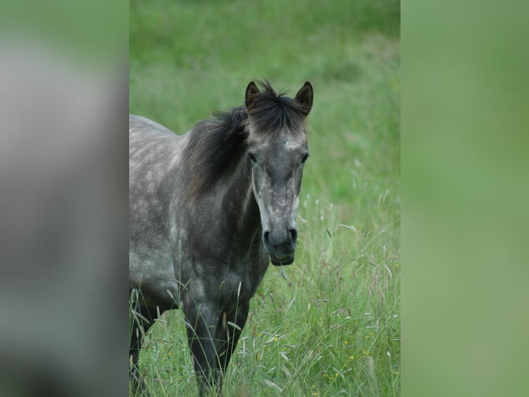 Berber Mare 2 years 15,1 hh Grey in Grafschaft