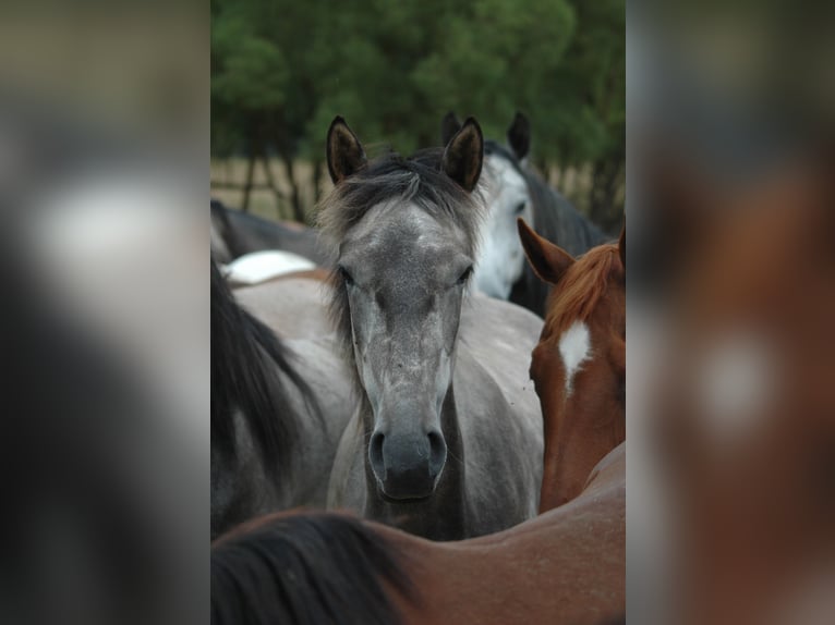 Berber Mare 2 years 15,1 hh Grey in Grafschaft