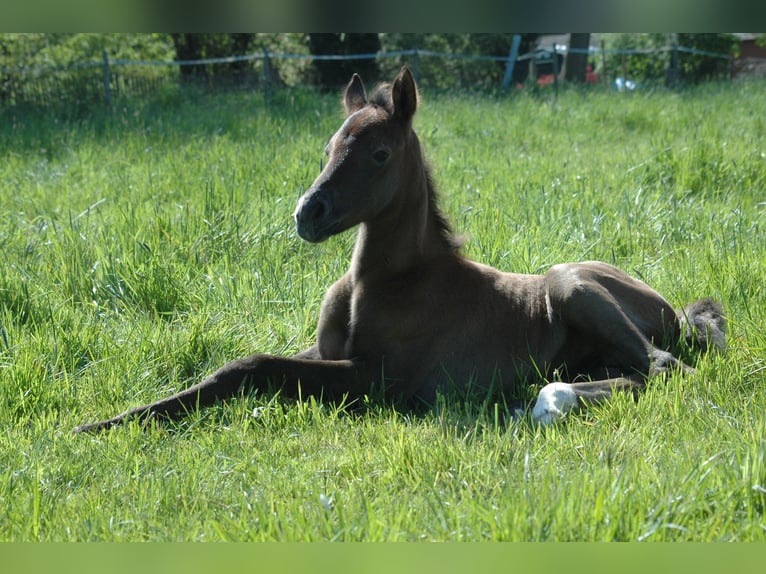 Berber Mare 2 years 15,1 hh Grey in Grafschaft