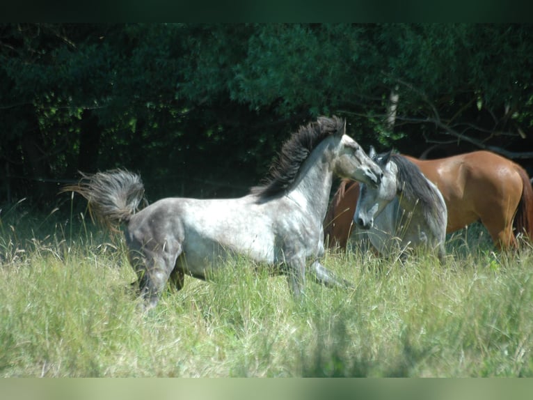 Berber Mare 2 years 15,1 hh Grey in Grafschaft