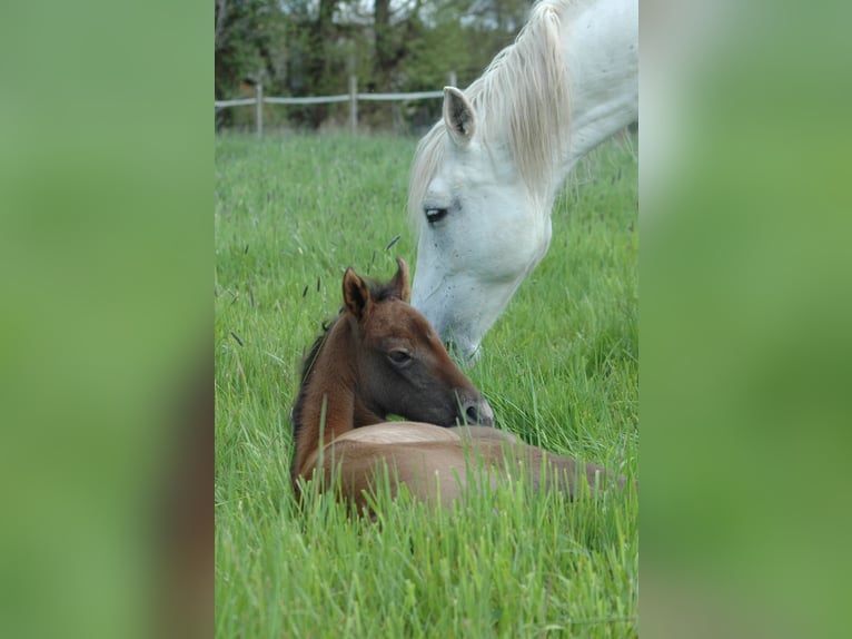 Berber Mare 2 years 15,1 hh Grey in Grafschaft