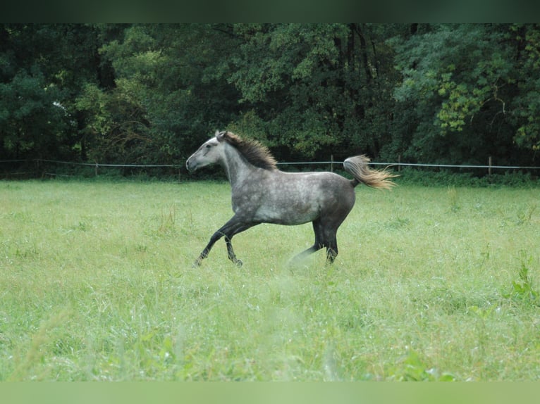 Berber Mare 2 years 15,1 hh Grey in Grafschaft