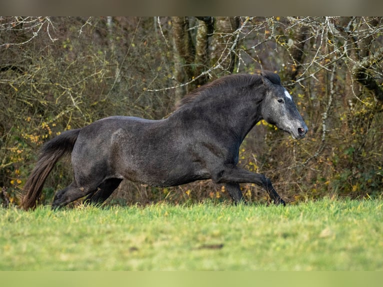 Berber Mare 2 years 15,2 hh Grey in Hermeskeil