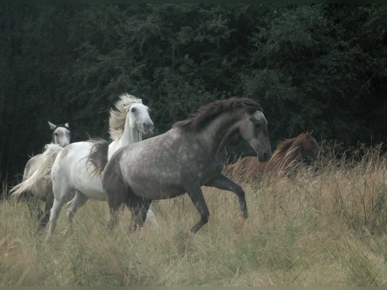 Berber Mare 2 years Brown in Grafschaft