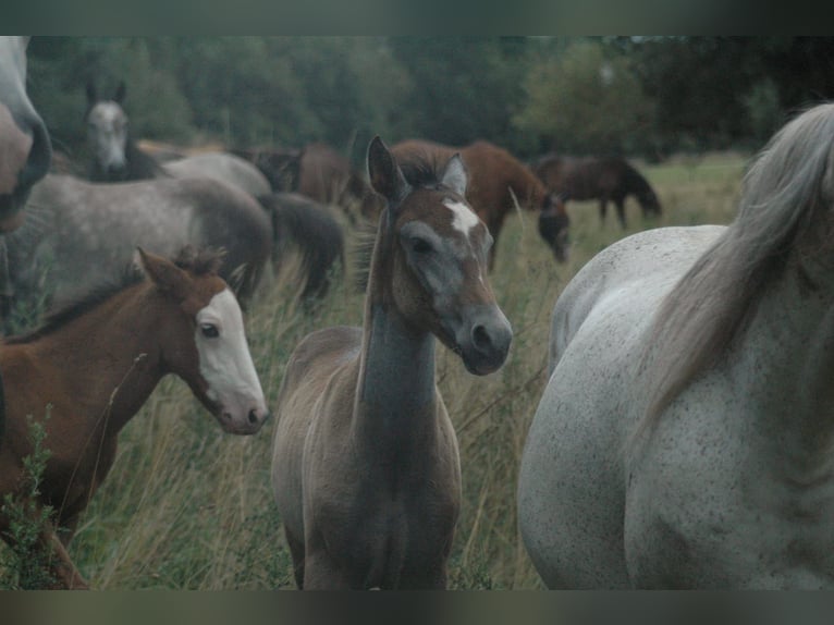 Berber Mare 2 years Brown in Grafschaft