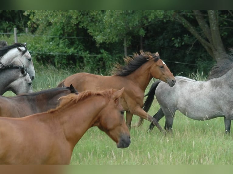 Berber Mare 2 years Brown in Grafschaft