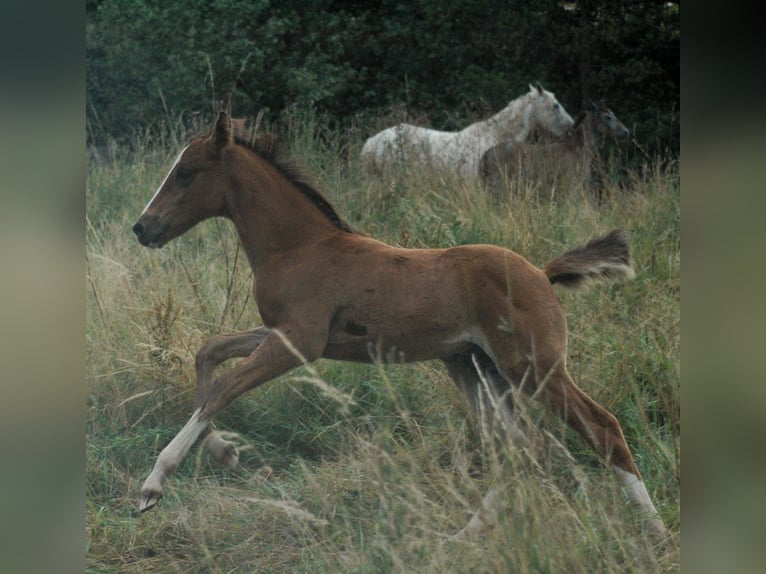 Berber Mare 2 years Brown in Grafschaft